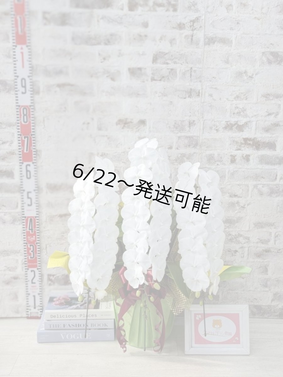 画像6: 【全国洋ラン品評会受賞品種】ミディ系ホワイト胡蝶蘭！『リトルシルキー』＊３本立＊＜７つの特典付き！＞〈約高さ７５ｃｍ、横幅５０ｃｍ、奥行き５０ｃｍ〉５５輪以上 (6)
