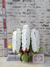 画像6: 【全国洋ラン品評会受賞品種】ミディ系ホワイト胡蝶蘭！『リトルシルキー』＊３本立＊＜７つの特典付き！＞〈約高さ７５ｃｍ、横幅５０ｃｍ、奥行き５０ｃｍ〉５５輪以上 (6)