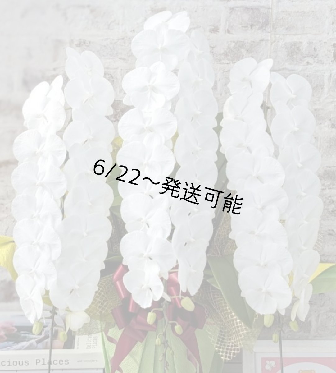 画像4: 【全国洋ラン品評会受賞品種】ミディ系ホワイト胡蝶蘭！『リトルシルキー』＊３本立＊＜７つの特典付き！＞〈約高さ７５ｃｍ、横幅５０ｃｍ、奥行き５０ｃｍ〉５５輪以上 (4)