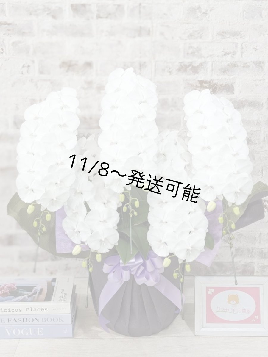 画像1: 【全国洋ラン品評会受賞品種】ミディ系ホワイト胡蝶蘭!『リトルシルキー』*5本立*<7つの特典付き!>〈約高さ80cm、横幅60cm、奥行き50cm〉80輪以上 (1)