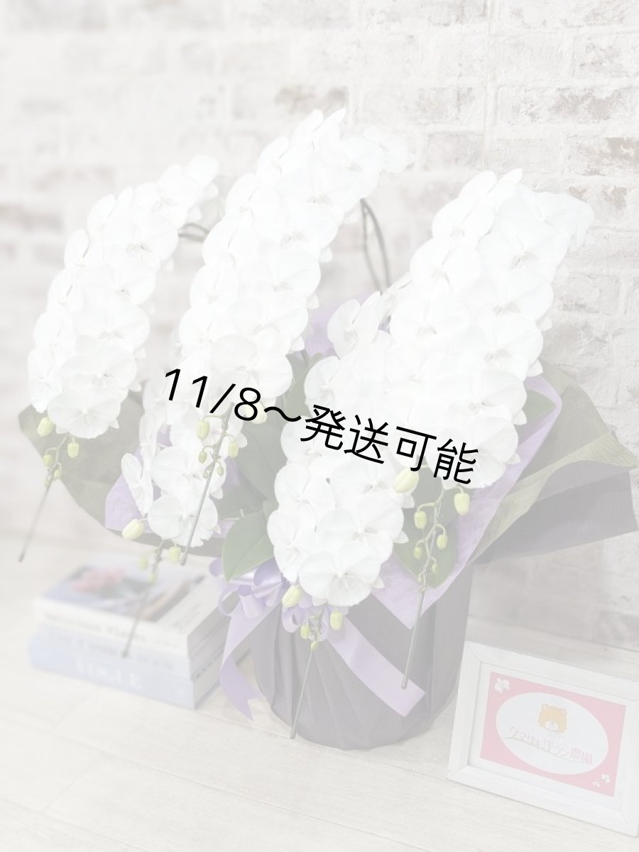 画像2: 【全国洋ラン品評会受賞品種】ミディ系ホワイト胡蝶蘭!『リトルシルキー』*5本立*<7つの特典付き!>〈約高さ80cm、横幅60cm、奥行き50cm〉80輪以上 (2)