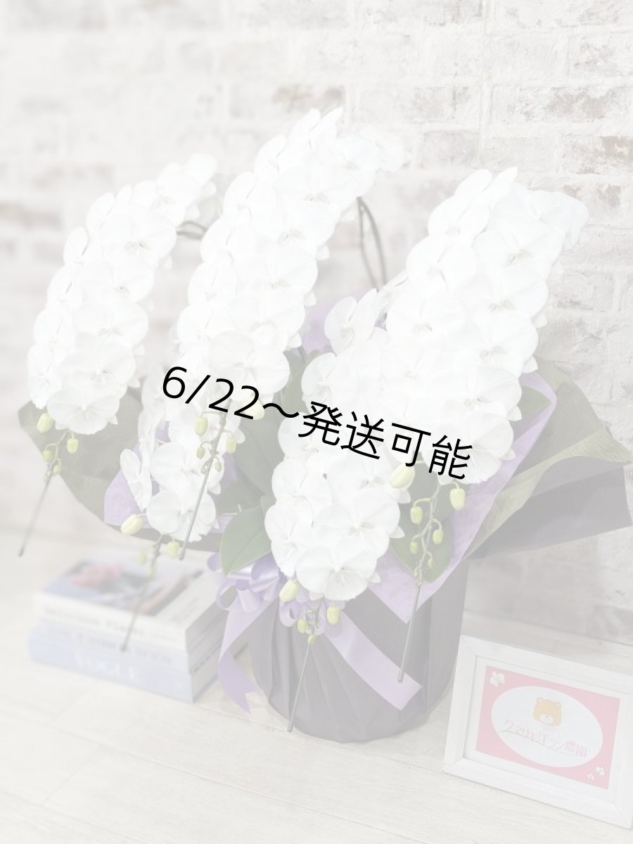 画像2: 【全国洋ラン品評会受賞品種】ミディ系ホワイト胡蝶蘭！『リトルシルキー』＊５本立＊＜７つの特典付き！＞〈約高さ８０ｃｍ、横幅６０ｃｍ、奥行き５０ｃｍ〉８０輪以上 (2)