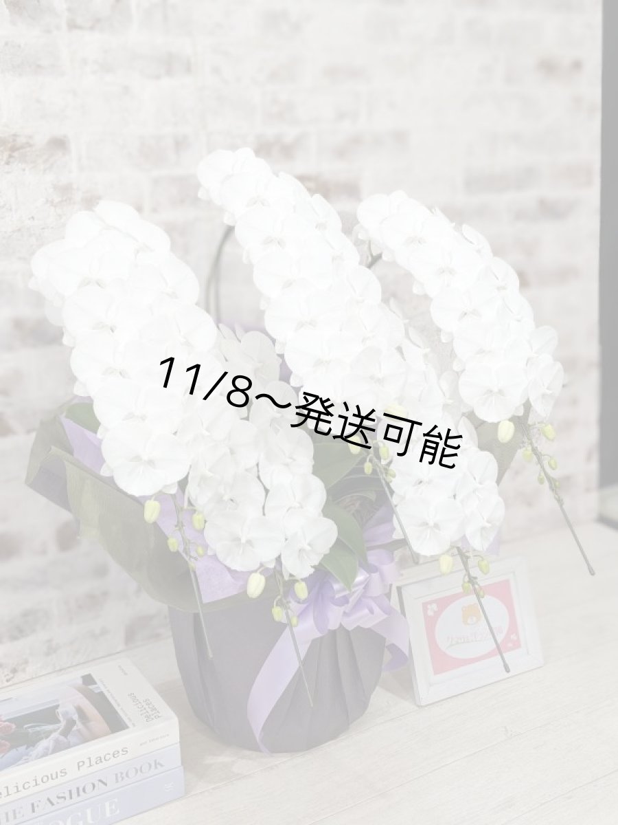 画像3: 【全国洋ラン品評会受賞品種】ミディ系ホワイト胡蝶蘭!『リトルシルキー』*5本立*<7つの特典付き!>〈約高さ80cm、横幅60cm、奥行き50cm〉80輪以上 (3)