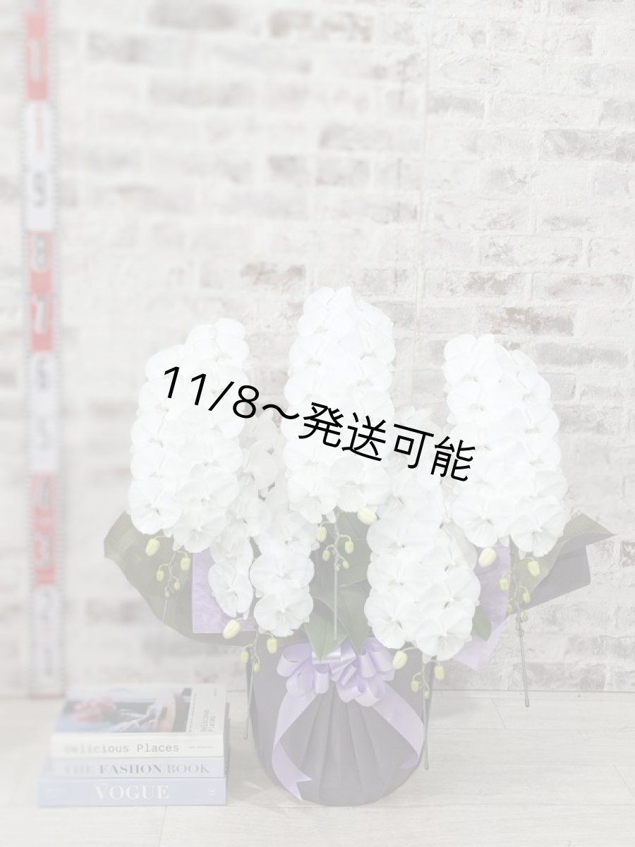 画像6: 【全国洋ラン品評会受賞品種】ミディ系ホワイト胡蝶蘭!『リトルシルキー』*5本立*<7つの特典付き!>〈約高さ80cm、横幅60cm、奥行き50cm〉80輪以上 (6)