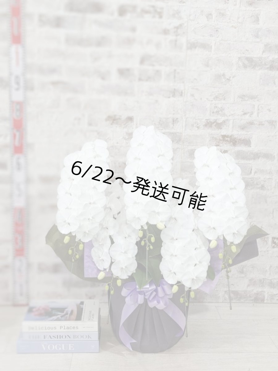 画像6: 【全国洋ラン品評会受賞品種】ミディ系ホワイト胡蝶蘭！『リトルシルキー』＊５本立＊＜７つの特典付き！＞〈約高さ８０ｃｍ、横幅６０ｃｍ、奥行き５０ｃｍ〉８０輪以上 (6)