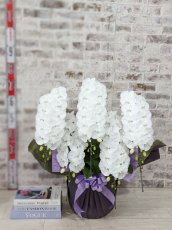 画像6: 【全国洋ラン品評会受賞品種】ミディ系ホワイト胡蝶蘭！『リトルシルキー』＊５本立＊＜７つの特典付き！＞〈約高さ８０ｃｍ、横幅６０ｃｍ、奥行き５０ｃｍ〉８０輪以上 (6)