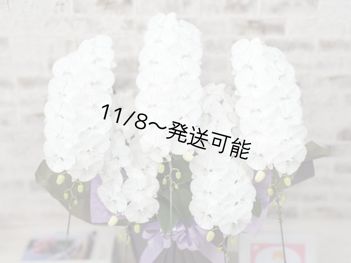 画像4: 【全国洋ラン品評会受賞品種】ミディ系ホワイト胡蝶蘭!『リトルシルキー』*5本立*<7つの特典付き!>〈約高さ80cm、横幅60cm、奥行き50cm〉80輪以上 (4)