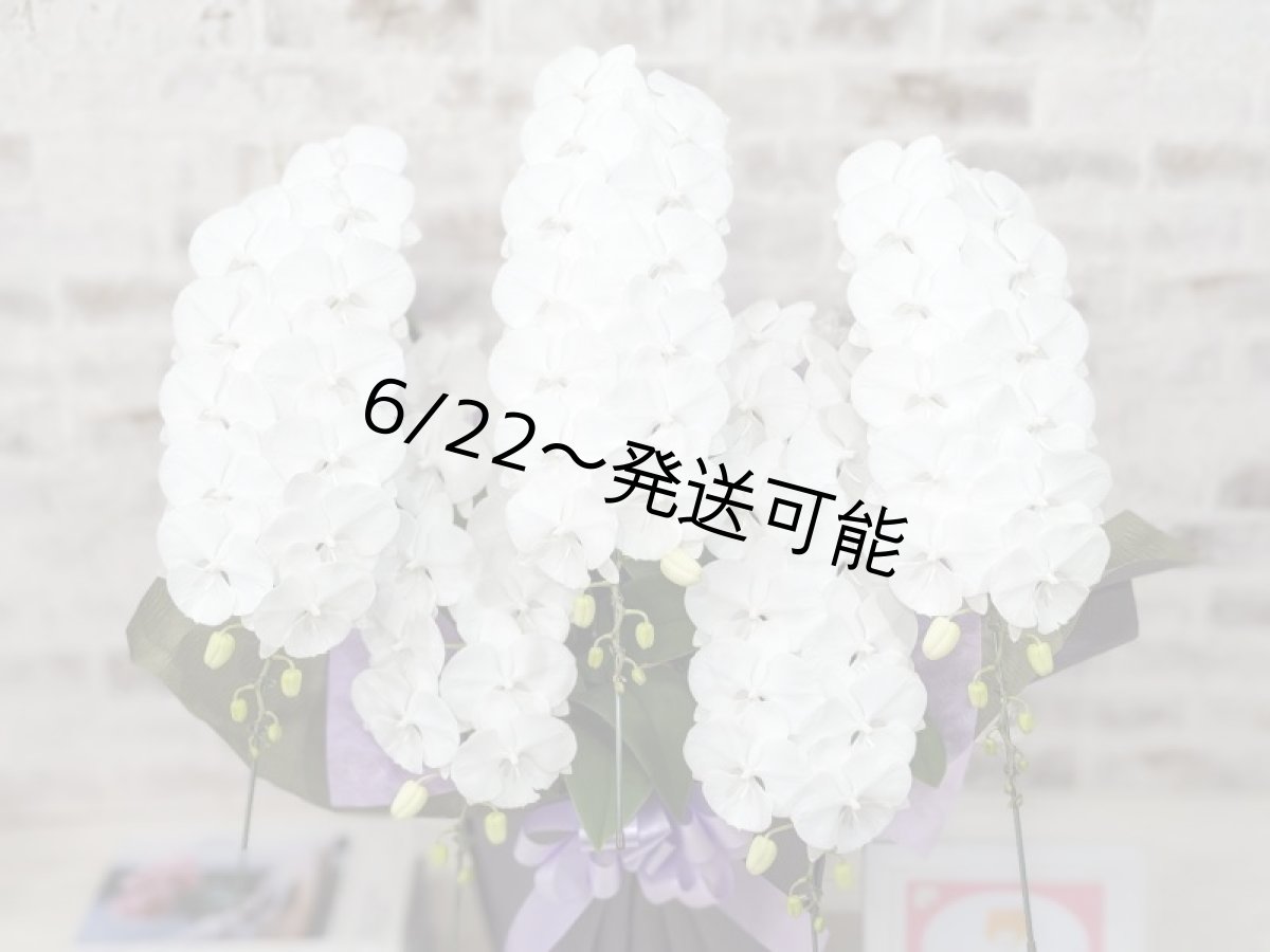画像4: 【全国洋ラン品評会受賞品種】ミディ系ホワイト胡蝶蘭！『リトルシルキー』＊５本立＊＜７つの特典付き！＞〈約高さ８０ｃｍ、横幅６０ｃｍ、奥行き５０ｃｍ〉８０輪以上 (4)