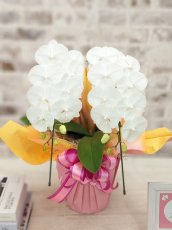 画像1: 【全国洋ラン品評会受賞品種】ミディ系ホワイト胡蝶蘭！『コンパクト・リトルシルキー』＊２本立＊＜７つの特典付き！＞〈約高さ５５ｃｍ、横幅３５ｃｍ、奥行き３５ｃｍ〉２４輪以上 (1)