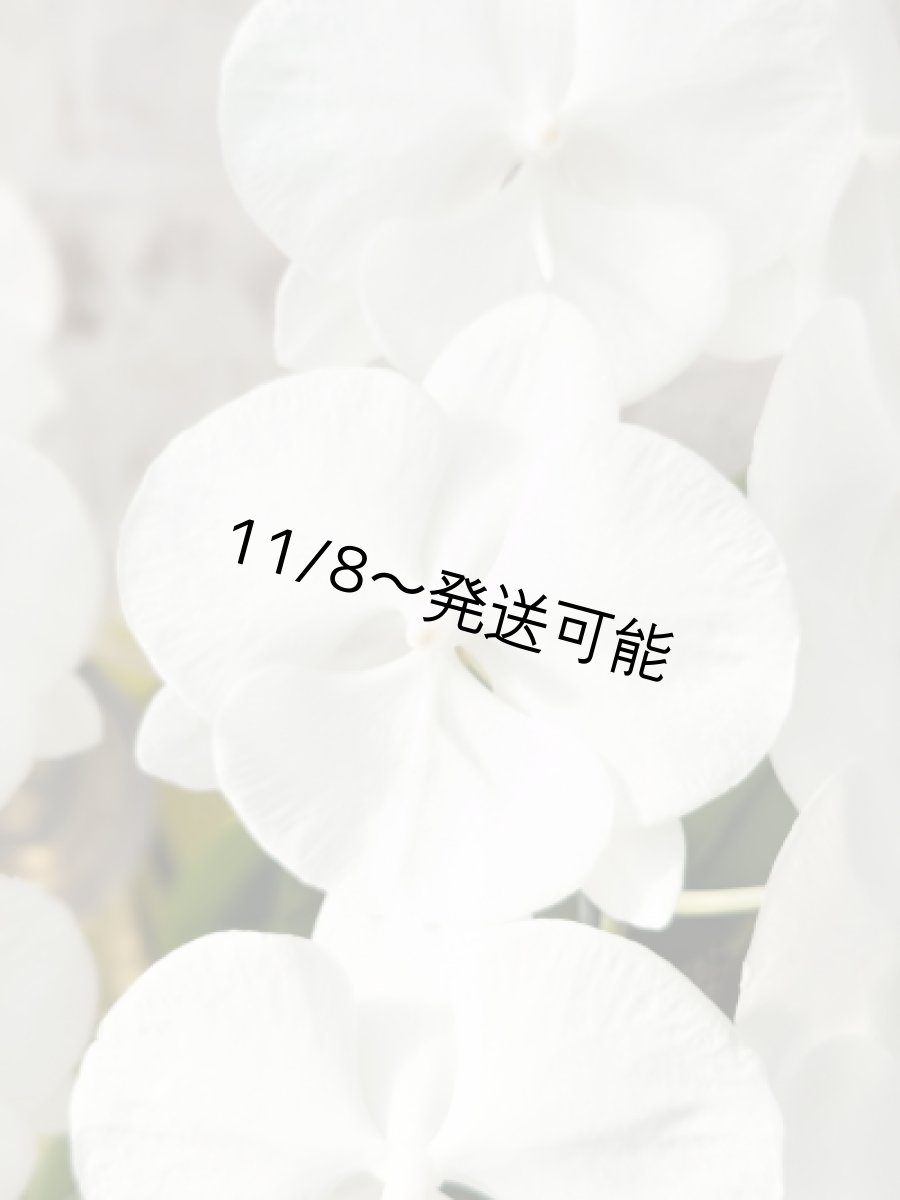 画像5: 【全国洋ラン品評会受賞品種】ミディ系ホワイト胡蝶蘭!『リトルシルキー』*5本立*<7つの特典付き!>〈約高さ80cm、横幅60cm、奥行き50cm〉80輪以上 (5)