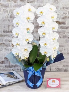 ○全ての商品一覧○ - 胡蝶蘭販売 ランノハナドットコム