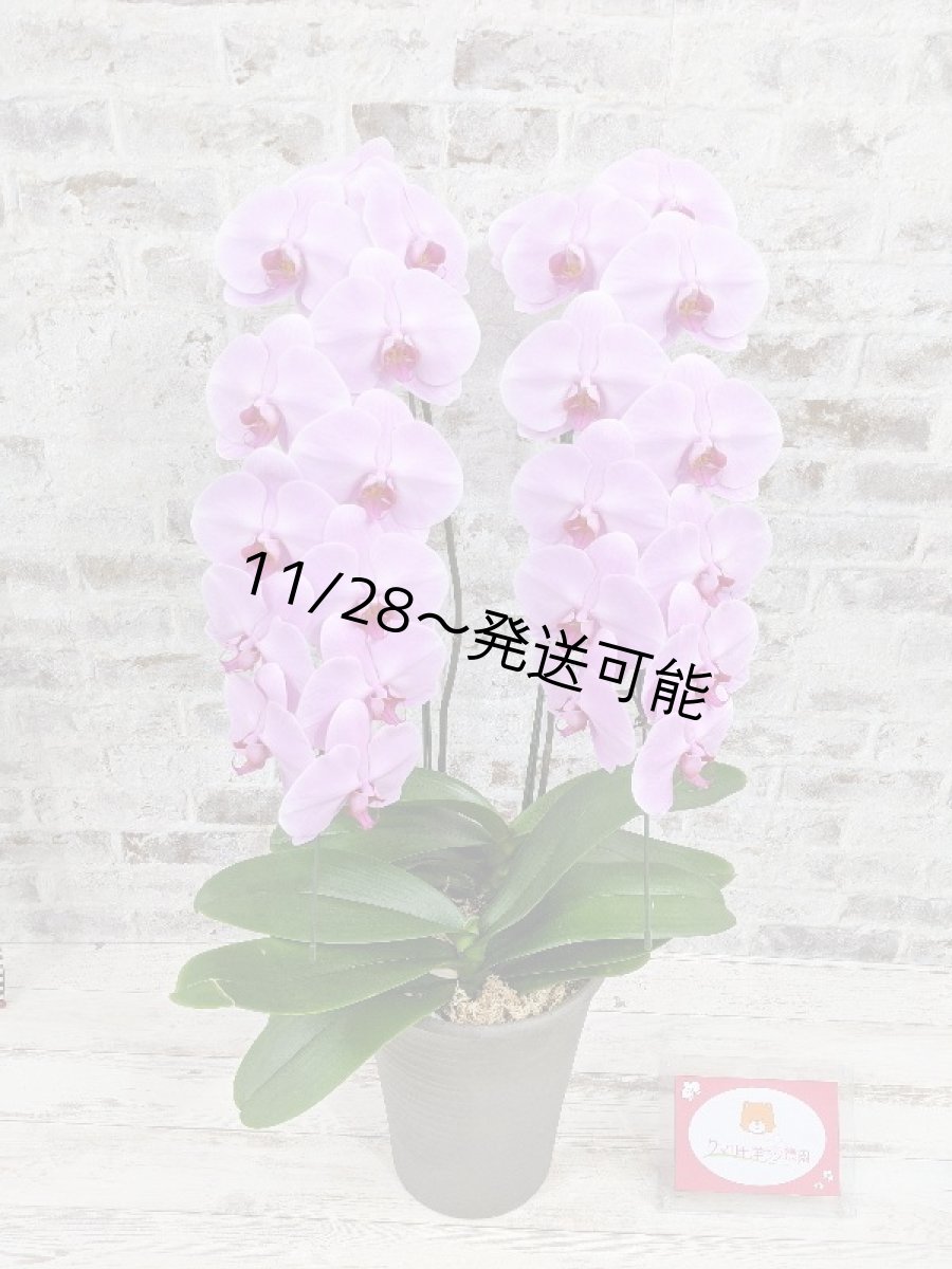 画像6: さくら色大輪胡蝶蘭＊『ハッピー・ストリーム』Ｍサイズ(２本立)＜７つの特典付き！＞〈約高さ８５ｃｍ、横幅４５ｃｍ、奥行き４５ｃｍ〉24輪以上 (6)