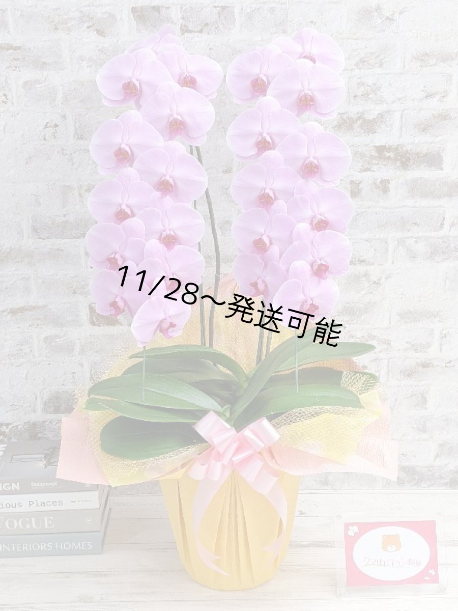 画像1: さくら色大輪胡蝶蘭＊『ハッピー・ストリーム』Ｍサイズ(２本立)＜７つの特典付き！＞〈約高さ８５ｃｍ、横幅４５ｃｍ、奥行き４５ｃｍ〉24輪以上 (1)