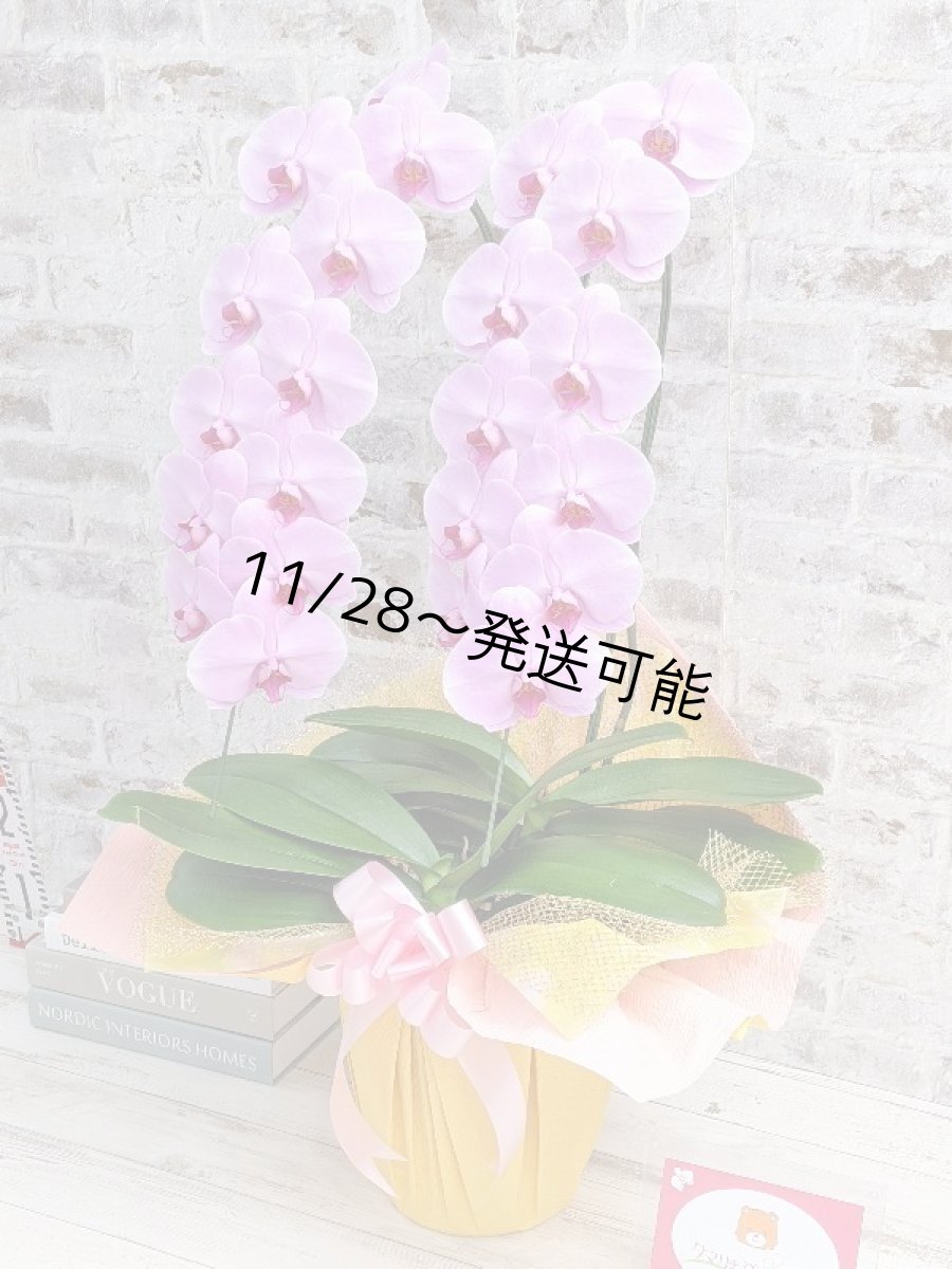 画像2: さくら色大輪胡蝶蘭＊『ハッピー・ストリーム』Ｍサイズ(２本立)＜７つの特典付き！＞〈約高さ８５ｃｍ、横幅４５ｃｍ、奥行き４５ｃｍ〉24輪以上 (2)