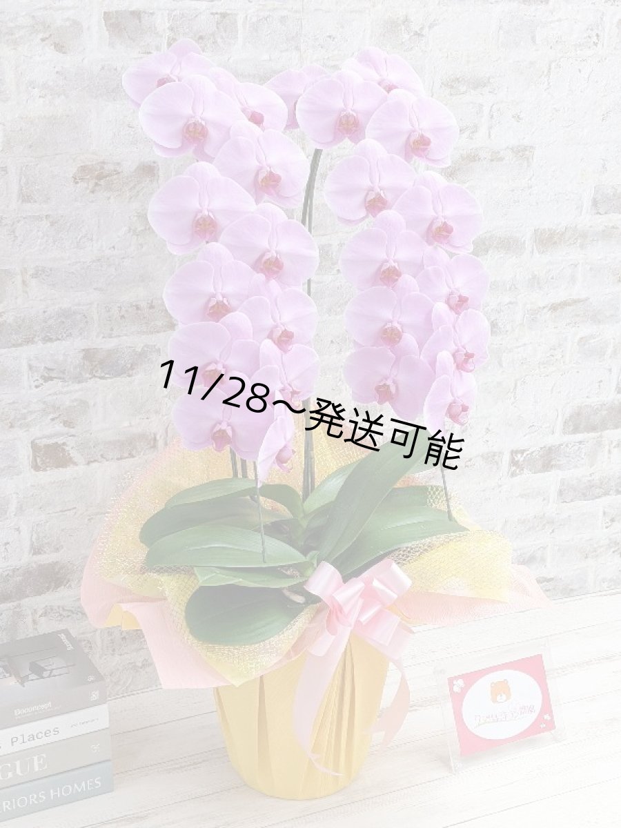 画像3: さくら色大輪胡蝶蘭＊『ハッピー・ストリーム』Ｍサイズ(２本立)＜７つの特典付き！＞〈約高さ８５ｃｍ、横幅４５ｃｍ、奥行き４５ｃｍ〉24輪以上 (3)