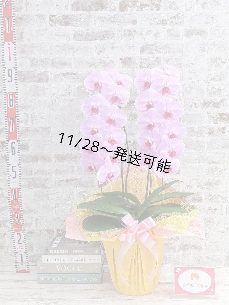 画像5: さくら色大輪胡蝶蘭＊『ハッピー・ストリーム』Ｍサイズ(２本立)＜７つの特典付き！＞〈約高さ８５ｃｍ、横幅４５ｃｍ、奥行き４５ｃｍ〉24輪以上 (5)