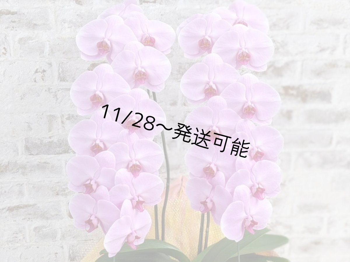 画像4: さくら色大輪胡蝶蘭＊『ハッピー・ストリーム』Ｍサイズ(２本立)＜７つの特典付き！＞〈約高さ８５ｃｍ、横幅４５ｃｍ、奥行き４５ｃｍ〉24輪以上 (4)