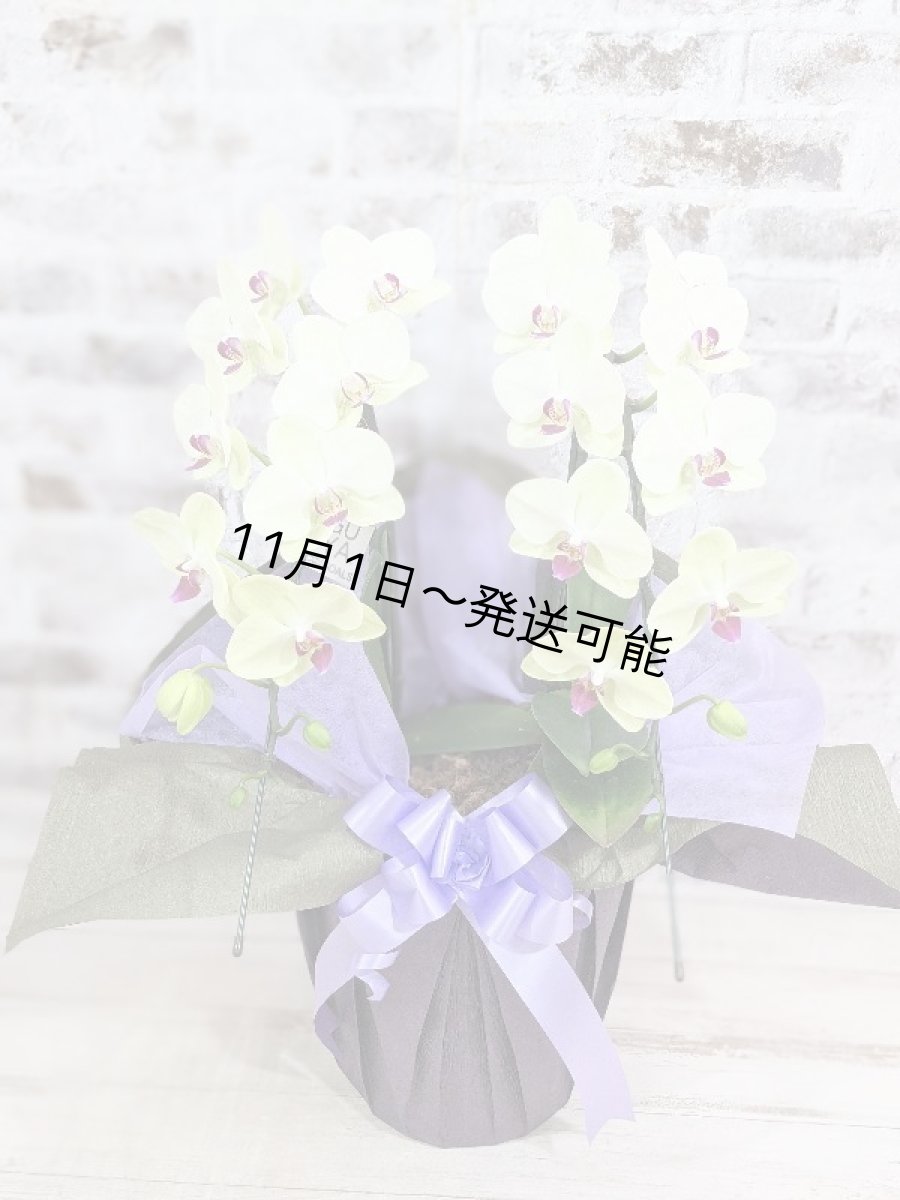 画像1: 超希少!イエロー胡蝶蘭‘日の出’ (中) ミディサイズ(2本立)<7つの特典付き!>〈約高さ60cm、横幅40cm、奥行き40cm〉20輪以上 (1)