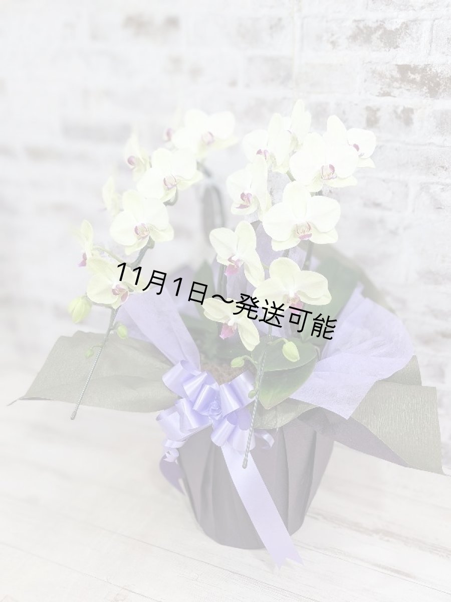 画像2: 超希少!イエロー胡蝶蘭‘日の出’ (中) ミディサイズ(2本立)<7つの特典付き!>〈約高さ60cm、横幅40cm、奥行き40cm〉20輪以上 (2)