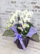 画像2: 超希少！イエロー胡蝶蘭‘日の出’　(中)　ミディサイズ(２本立)＜７つの特典付き！＞〈約高さ６０ｃｍ、横幅４０ｃｍ、奥行き４０ｃｍ〉20輪以上 (2)
