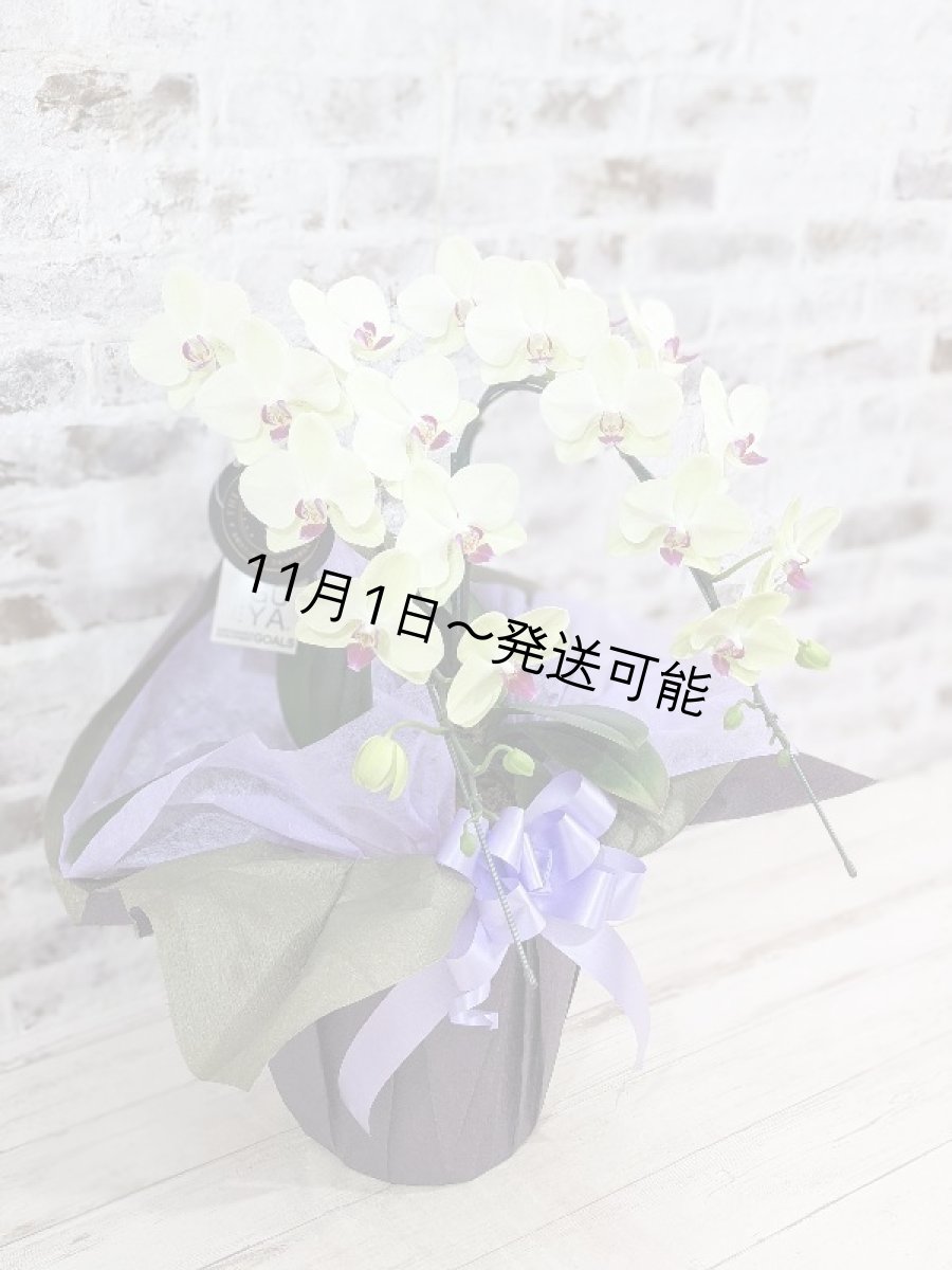 画像3: 超希少!イエロー胡蝶蘭‘日の出’ (中) ミディサイズ(2本立)<7つの特典付き!>〈約高さ60cm、横幅40cm、奥行き40cm〉20輪以上 (3)