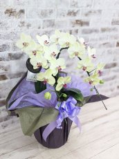 画像3: 超希少！イエロー胡蝶蘭‘日の出’　(中)　ミディサイズ(２本立)＜７つの特典付き！＞〈約高さ６０ｃｍ、横幅４０ｃｍ、奥行き４０ｃｍ〉20輪以上 (3)