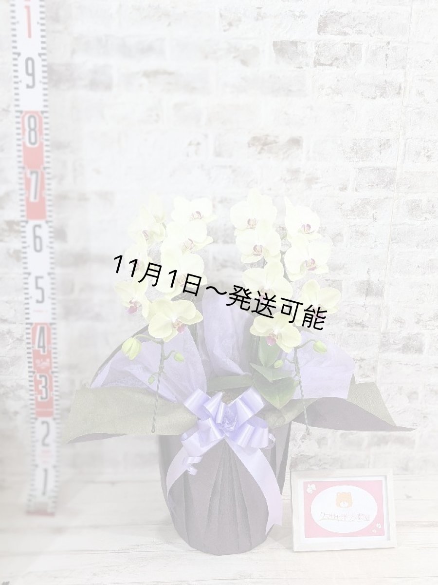 画像5: 超希少!イエロー胡蝶蘭‘日の出’ (中) ミディサイズ(2本立)<7つの特典付き!>〈約高さ60cm、横幅40cm、奥行き40cm〉20輪以上 (5)