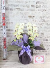 画像5: 超希少！イエロー胡蝶蘭‘日の出’　(中)　ミディサイズ(２本立)＜７つの特典付き！＞〈約高さ６０ｃｍ、横幅４０ｃｍ、奥行き４０ｃｍ〉20輪以上 (5)