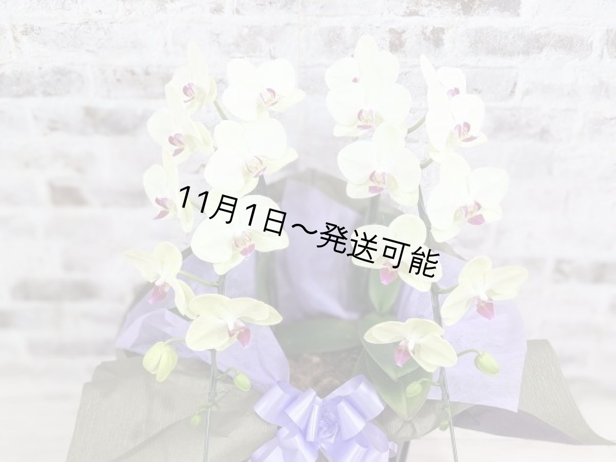 画像4: 超希少!イエロー胡蝶蘭‘日の出’ (中) ミディサイズ(2本立)<7つの特典付き!>〈約高さ60cm、横幅40cm、奥行き40cm〉20輪以上 (4)