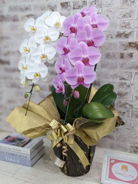 胡蝶蘭Ｍ白　５本立　フアッション鉢入（高さ６５ｃｍ×幅５５ｃｍ 新商品！紅白胡蝶蘭 (こうはくこちょうらん) ３本立て＊白・ピンク