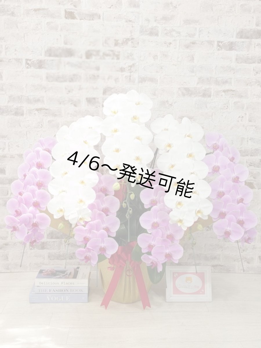 画像1: 【※超大型送料5,800円】新商品！【紅白胡蝶蘭　(こうはくこちょうらん)　７本立て】＊白・ピンク＊（大輪）＜７つの特典付き！＞〈約高さ１００ｃｍ、横幅１００ｃｍ、奥行き６０ｃｍ〉85輪以上 (1)