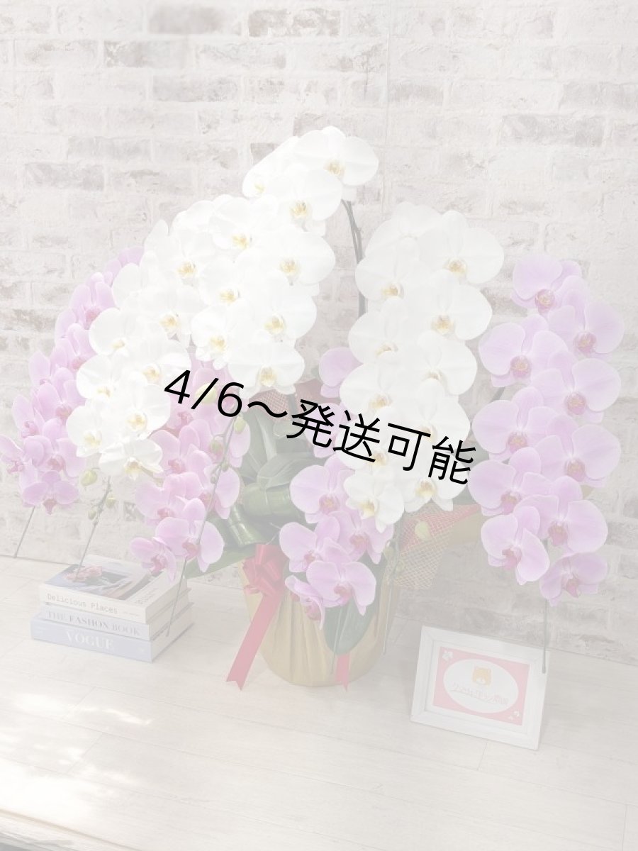 画像2: 【※超大型送料5,800円】新商品！【紅白胡蝶蘭　(こうはくこちょうらん)　７本立て】＊白・ピンク＊（大輪）＜７つの特典付き！＞〈約高さ１００ｃｍ、横幅１００ｃｍ、奥行き６０ｃｍ〉85輪以上 (2)