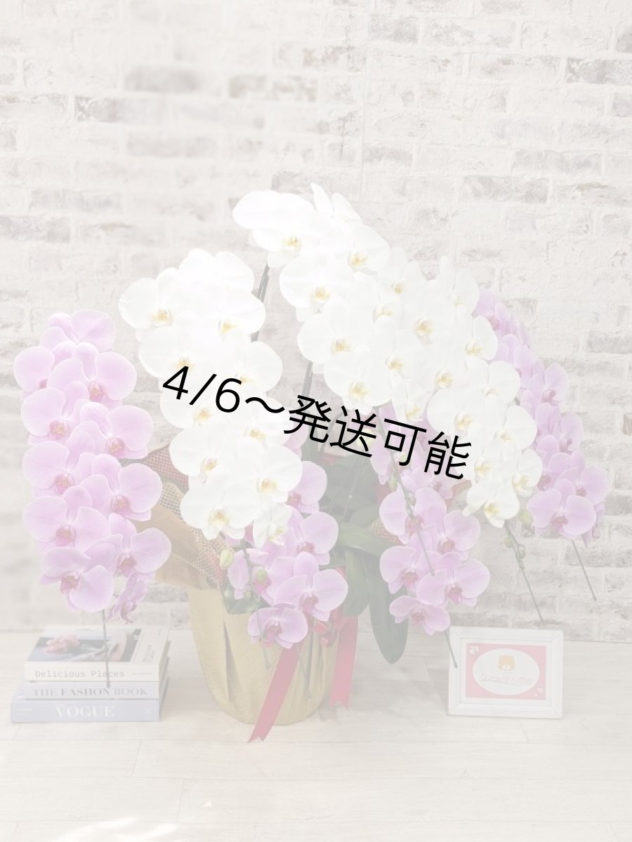 画像3: 【※超大型送料5,800円】新商品！【紅白胡蝶蘭　(こうはくこちょうらん)　７本立て】＊白・ピンク＊（大輪）＜７つの特典付き！＞〈約高さ１００ｃｍ、横幅１００ｃｍ、奥行き６０ｃｍ〉85輪以上 (3)