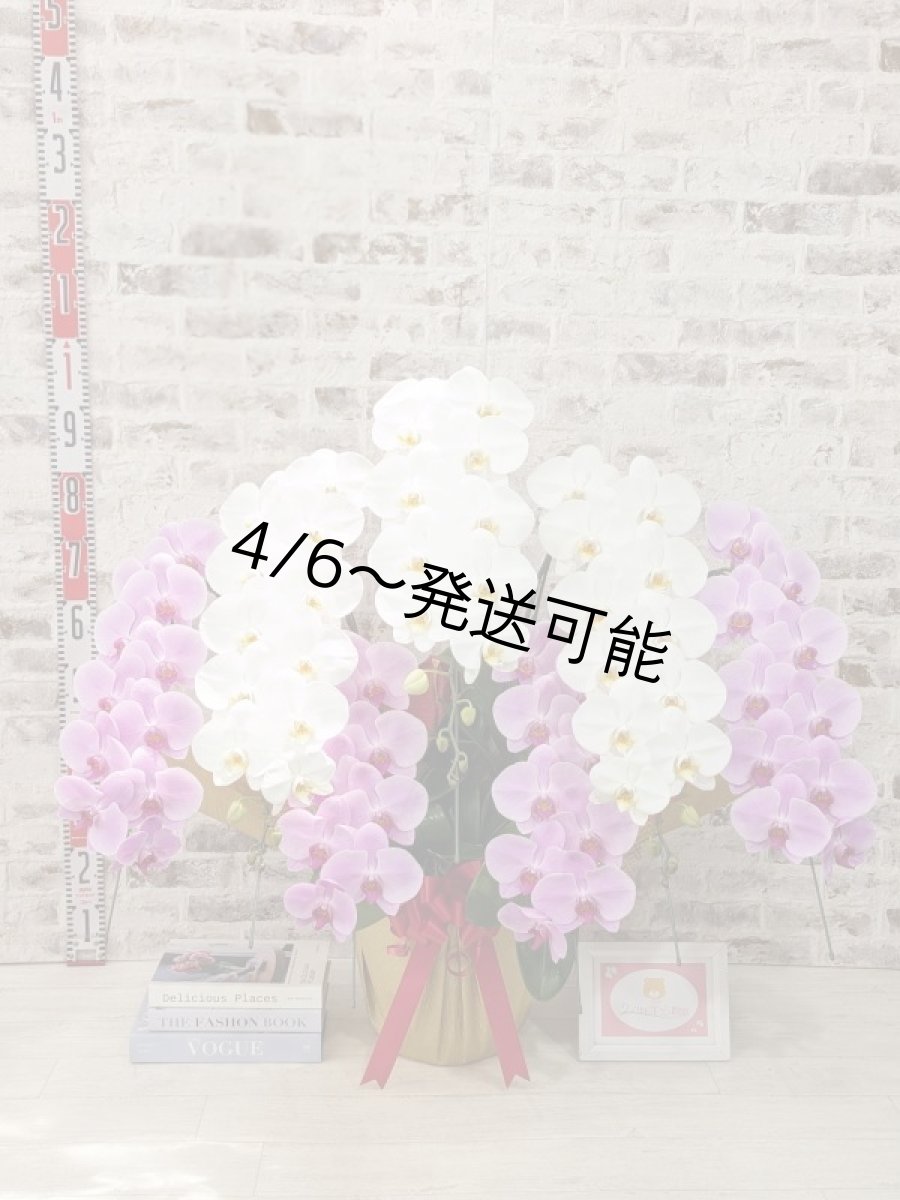 画像5: 【※超大型送料5,800円】新商品！【紅白胡蝶蘭　(こうはくこちょうらん)　７本立て】＊白・ピンク＊（大輪）＜７つの特典付き！＞〈約高さ１００ｃｍ、横幅１００ｃｍ、奥行き６０ｃｍ〉85輪以上 (5)