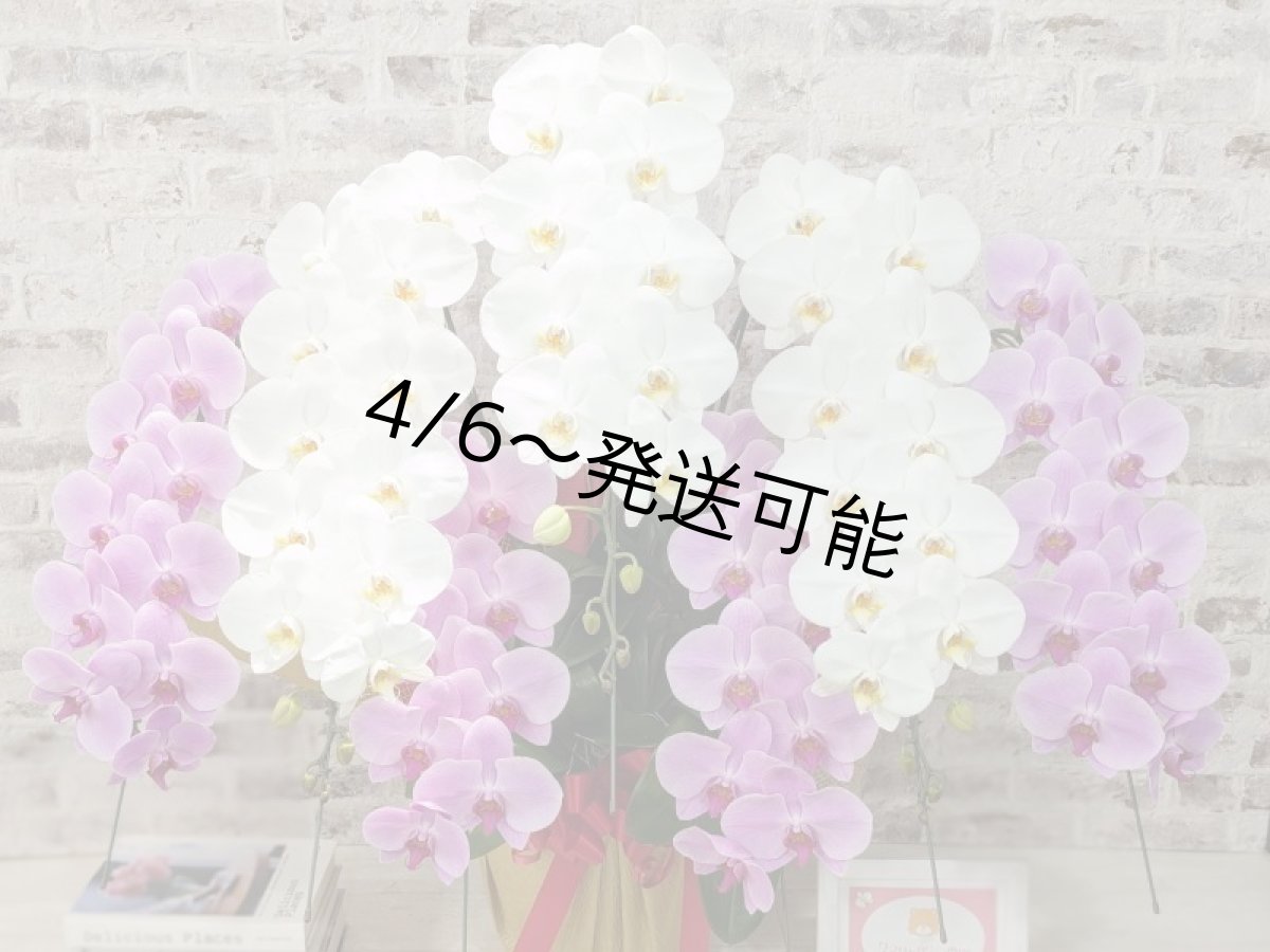 画像4: 【※超大型送料5,800円】新商品！【紅白胡蝶蘭　(こうはくこちょうらん)　７本立て】＊白・ピンク＊（大輪）＜７つの特典付き！＞〈約高さ１００ｃｍ、横幅１００ｃｍ、奥行き６０ｃｍ〉85輪以上 (4)