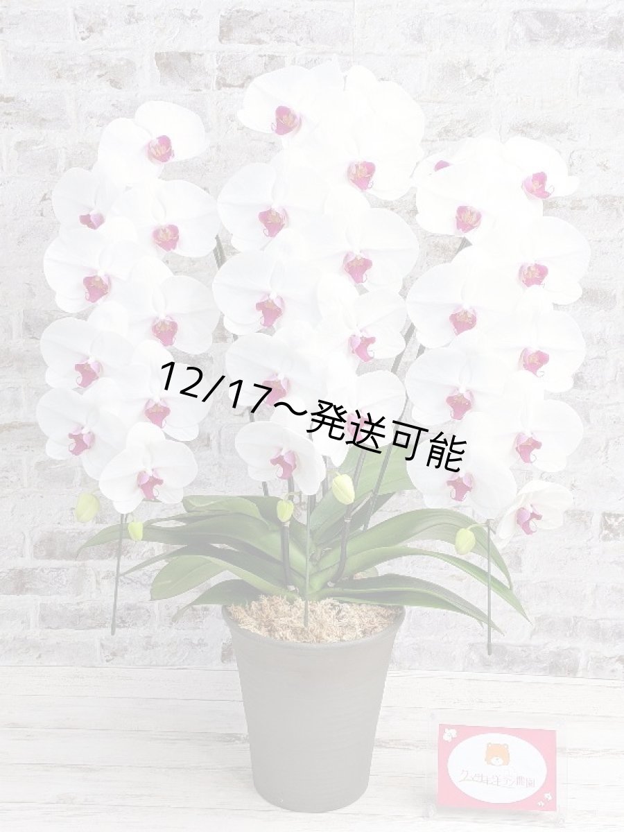 画像6: 新商品！赤リップ胡蝶蘭『舞姫（まいひめ）シロアカ』(３本立)＜７つの特典付き！＞〈約高さ９０ｃｍ、横幅５５ｃｍ、奥行き５０ｃｍ〉35輪以上 (6)