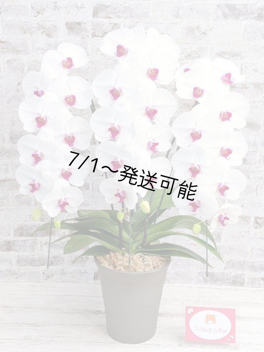 画像6: 新商品！赤リップ胡蝶蘭『舞姫（まいひめ）シロアカ』(３本立)＜７つの特典付き！＞〈約高さ９０ｃｍ、横幅５５ｃｍ、奥行き５０ｃｍ〉35輪以上 (6)