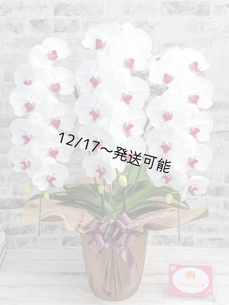 画像1: 新商品！赤リップ胡蝶蘭『舞姫（まいひめ）シロアカ』(３本立)＜７つの特典付き！＞〈約高さ９０ｃｍ、横幅５５ｃｍ、奥行き５０ｃｍ〉35輪以上 (1)