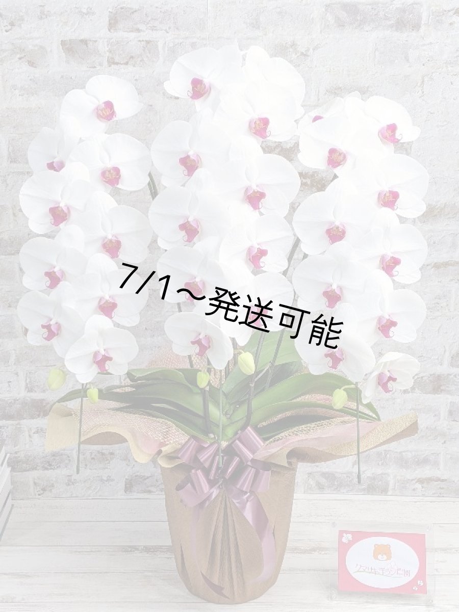 画像1: 新商品！赤リップ胡蝶蘭『舞姫（まいひめ）シロアカ』(３本立)＜７つの特典付き！＞〈約高さ９０ｃｍ、横幅５５ｃｍ、奥行き５０ｃｍ〉35輪以上 (1)