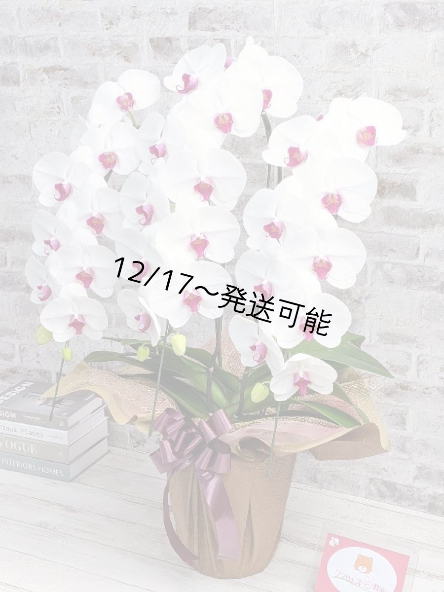 画像2: 新商品！赤リップ胡蝶蘭『舞姫（まいひめ）シロアカ』(３本立)＜７つの特典付き！＞〈約高さ９０ｃｍ、横幅５５ｃｍ、奥行き５０ｃｍ〉35輪以上 (2)