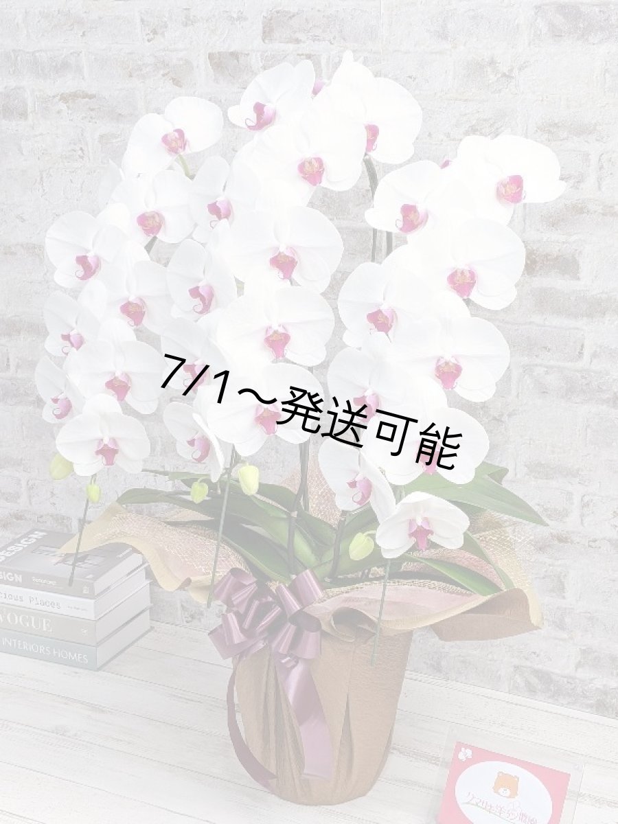画像2: 新商品！赤リップ胡蝶蘭『舞姫（まいひめ）シロアカ』(３本立)＜７つの特典付き！＞〈約高さ９０ｃｍ、横幅５５ｃｍ、奥行き５０ｃｍ〉35輪以上 (2)