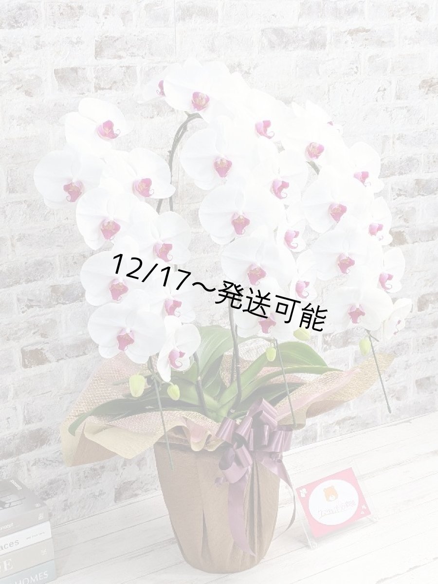 画像3: 新商品！赤リップ胡蝶蘭『舞姫（まいひめ）シロアカ』(３本立)＜７つの特典付き！＞〈約高さ９０ｃｍ、横幅５５ｃｍ、奥行き５０ｃｍ〉35輪以上 (3)