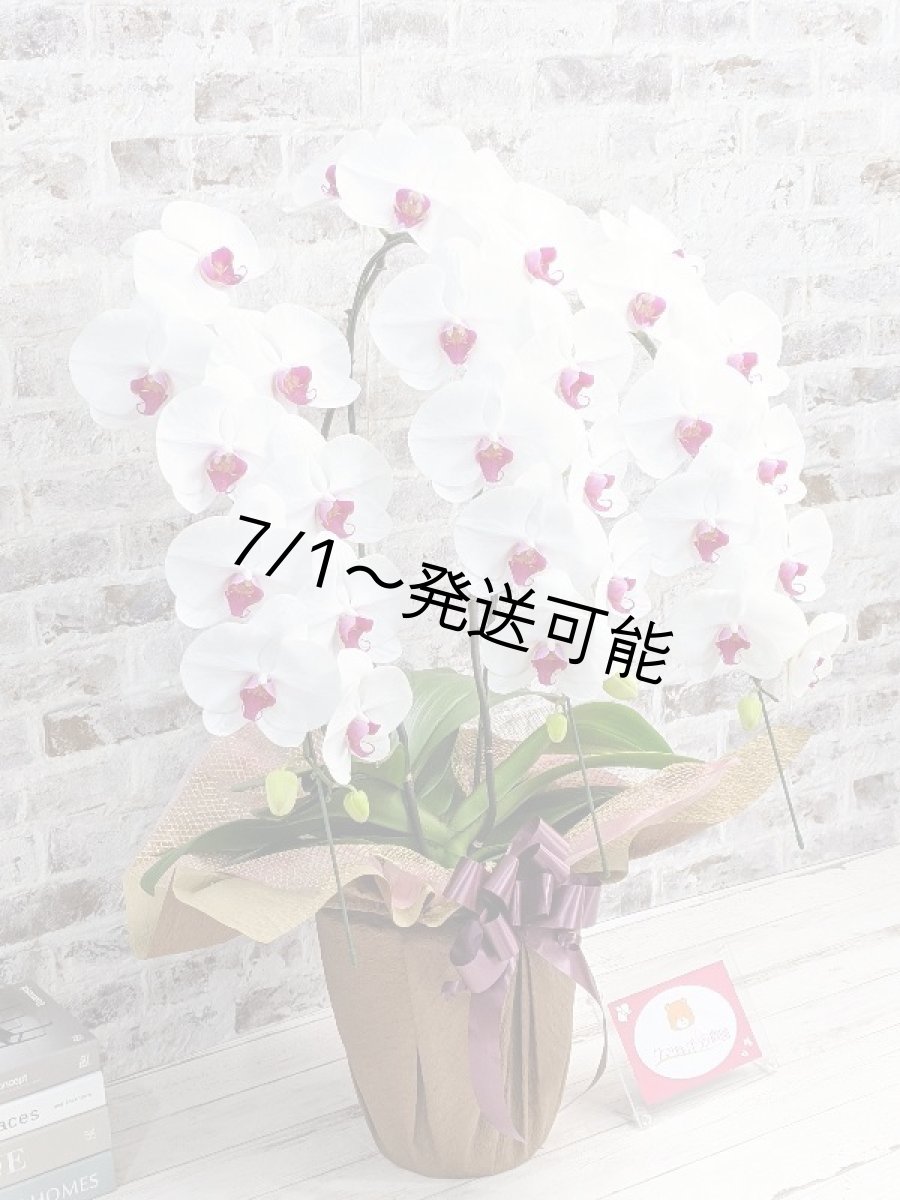 画像3: 新商品！赤リップ胡蝶蘭『舞姫（まいひめ）シロアカ』(３本立)＜７つの特典付き！＞〈約高さ９０ｃｍ、横幅５５ｃｍ、奥行き５０ｃｍ〉35輪以上 (3)