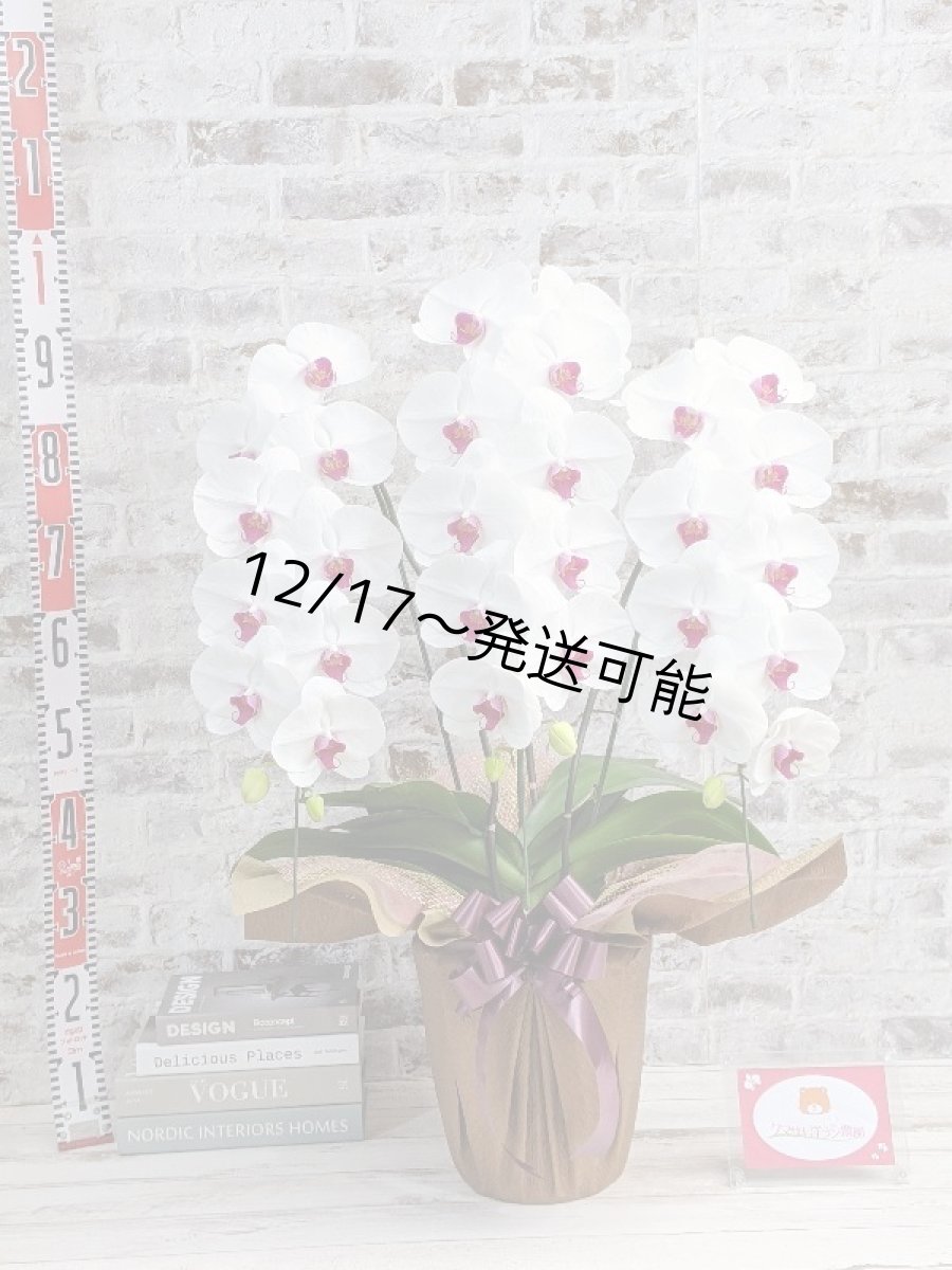 画像5: 新商品！赤リップ胡蝶蘭『舞姫（まいひめ）シロアカ』(３本立)＜７つの特典付き！＞〈約高さ９０ｃｍ、横幅５５ｃｍ、奥行き５０ｃｍ〉35輪以上 (5)
