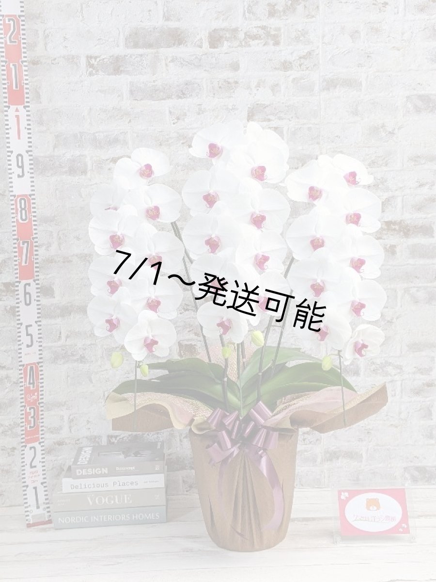 画像5: 新商品！赤リップ胡蝶蘭『舞姫（まいひめ）シロアカ』(３本立)＜７つの特典付き！＞〈約高さ９０ｃｍ、横幅５５ｃｍ、奥行き５０ｃｍ〉35輪以上 (5)
