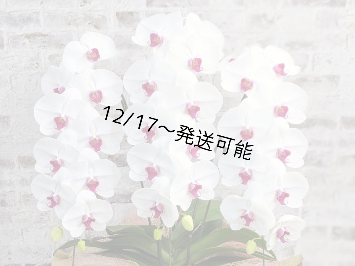 画像4: 新商品！赤リップ胡蝶蘭『舞姫（まいひめ）シロアカ』(３本立)＜７つの特典付き！＞〈約高さ９０ｃｍ、横幅５５ｃｍ、奥行き５０ｃｍ〉35輪以上 (4)