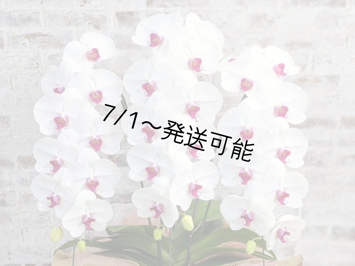画像4: 新商品！赤リップ胡蝶蘭『舞姫（まいひめ）シロアカ』(３本立)＜７つの特典付き！＞〈約高さ９０ｃｍ、横幅５５ｃｍ、奥行き５０ｃｍ〉35輪以上 (4)