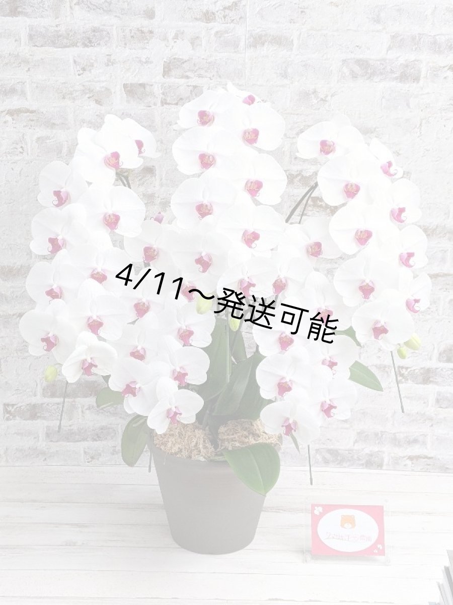 画像6: 【※大型送料3,800円】新商品！赤リップ胡蝶蘭『舞姫（まいひめ）シロアカ』(５本立)＜７つの特典付き！＞〈約高さ９５ｃｍ、横幅６０ｃｍ、奥行き５５ｃｍ〉55輪以上 (6)