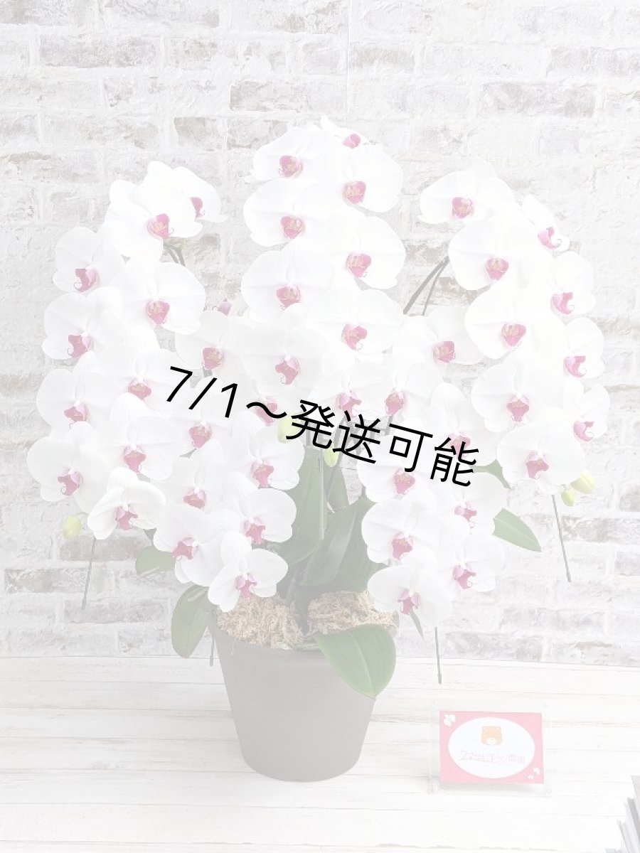 画像6: 【※大型送料3,800円】新商品！赤リップ胡蝶蘭『舞姫（まいひめ）シロアカ』(５本立)＜７つの特典付き！＞〈約高さ９５ｃｍ、横幅６０ｃｍ、奥行き５５ｃｍ〉55輪以上 (6)