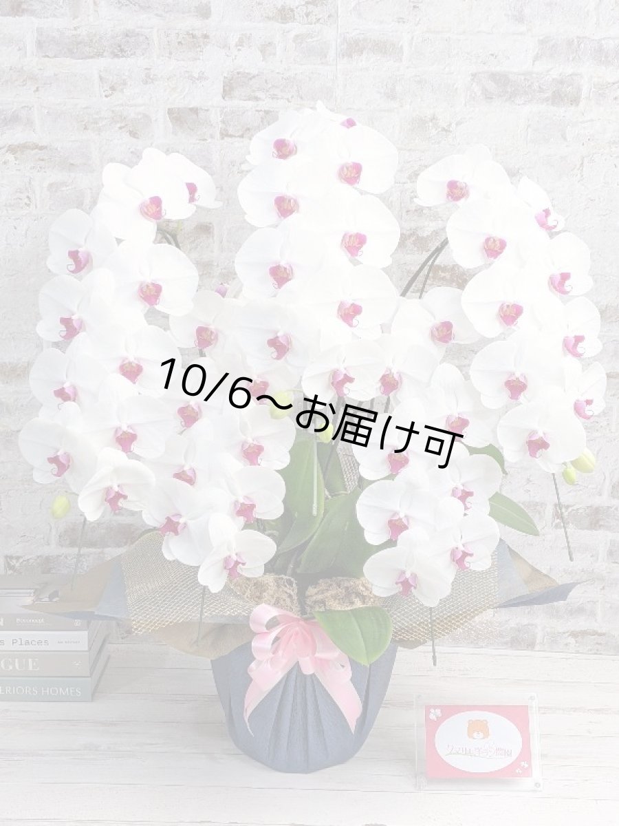 画像1: 新商品！赤リップ胡蝶蘭『舞姫（まいひめ）シロアカ』(５本立)＜７つの特典付き！＞〈約高さ９５ｃｍ、横幅６０ｃｍ、奥行き５５ｃｍ〉55輪以上 (1)
